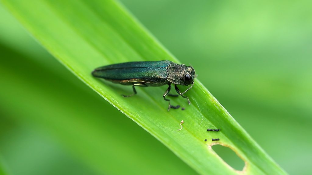 How To Treat Trees With Emerald Ash Borer