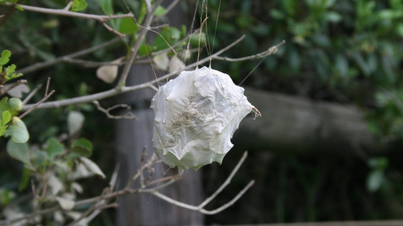 Spider Nest Identification