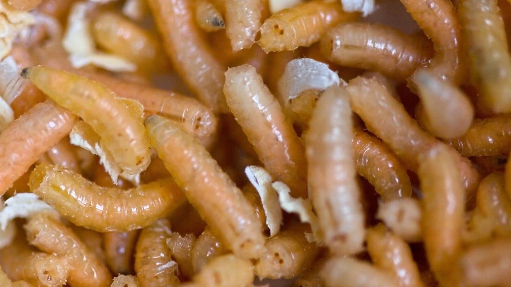 maggots on bathroom sink