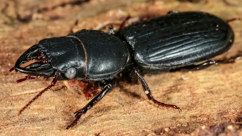 What Are Wood-Boring Insects