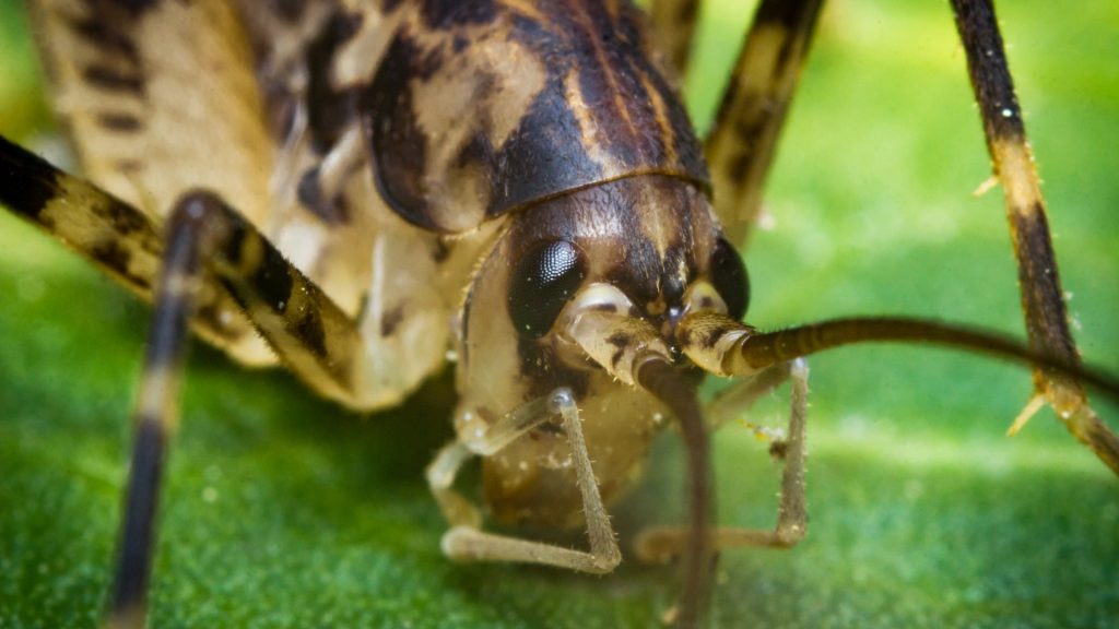 What is a Cave Cricket