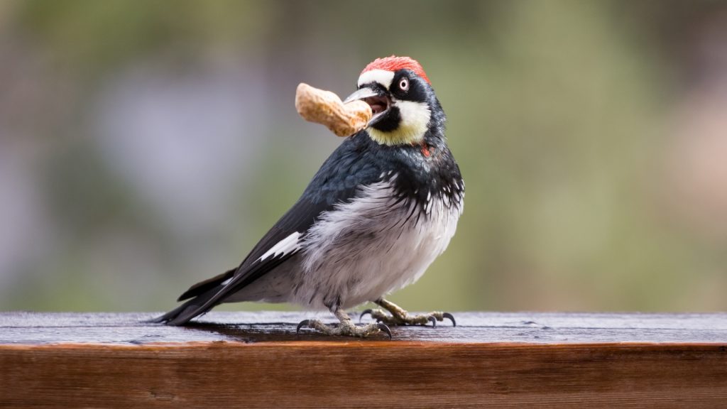 What Do Woodpeckers Eat