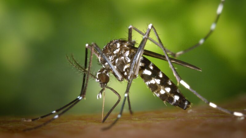 What Does Mosquito Look Like