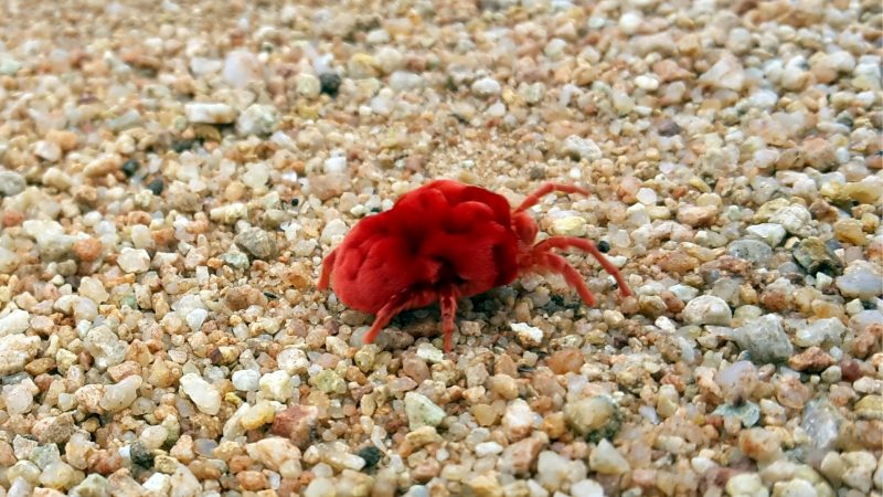 What Does a Chigger Bug Look Like