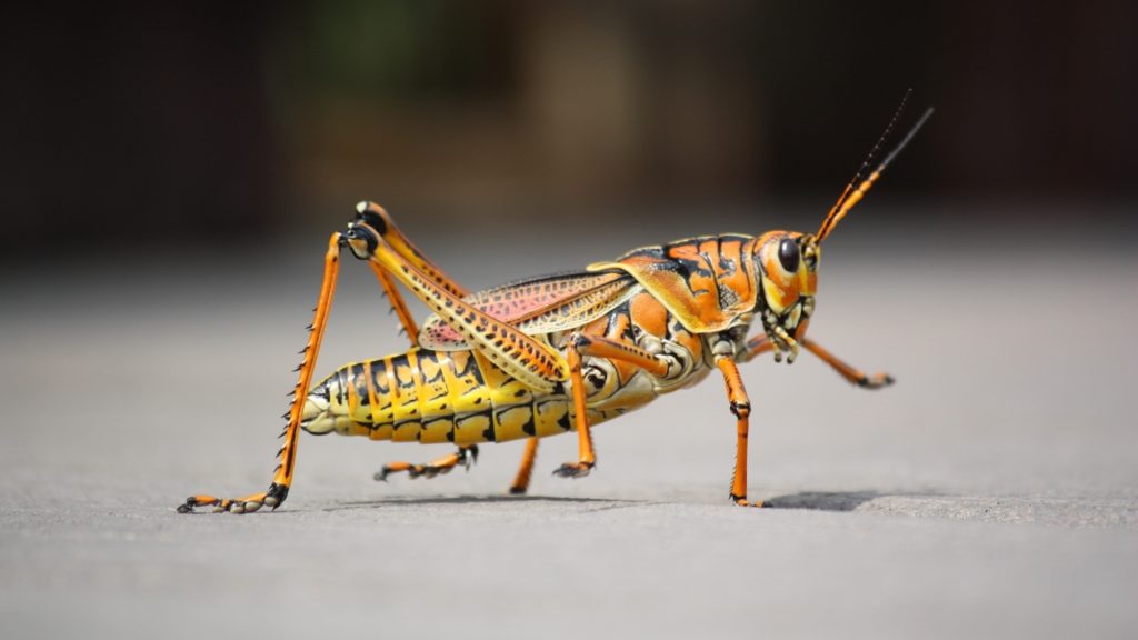 What Does a Grasshopper Look Like