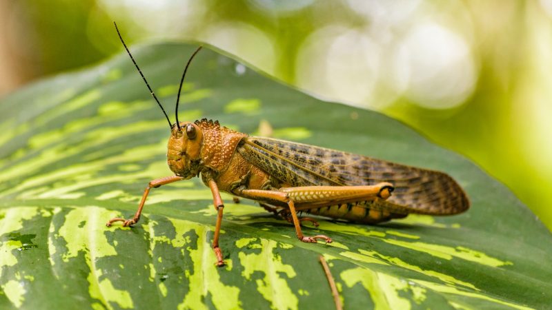 What Does a Locust Look Like1