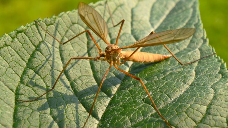 What Is a Crane Fly