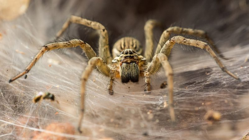 What Is a Spider? | Taxonomy and Systematics