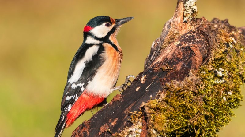 What Is a Woodpecker