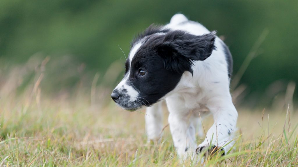 which dog repellent is best