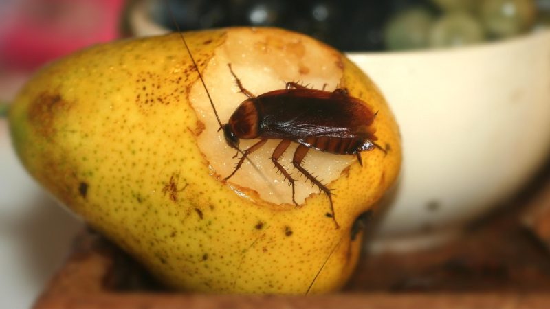 What do cockroaches eat