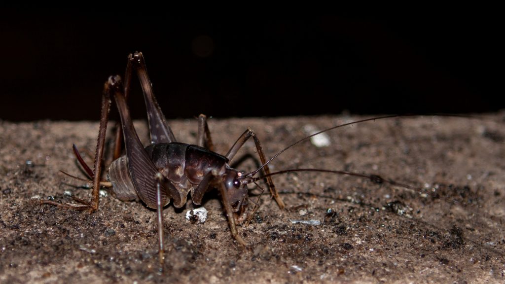 Cave Cricket Control: How to Get Rid of Cave Crickets? - Pest Samurai