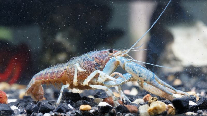 Where Do Shrimp Come From