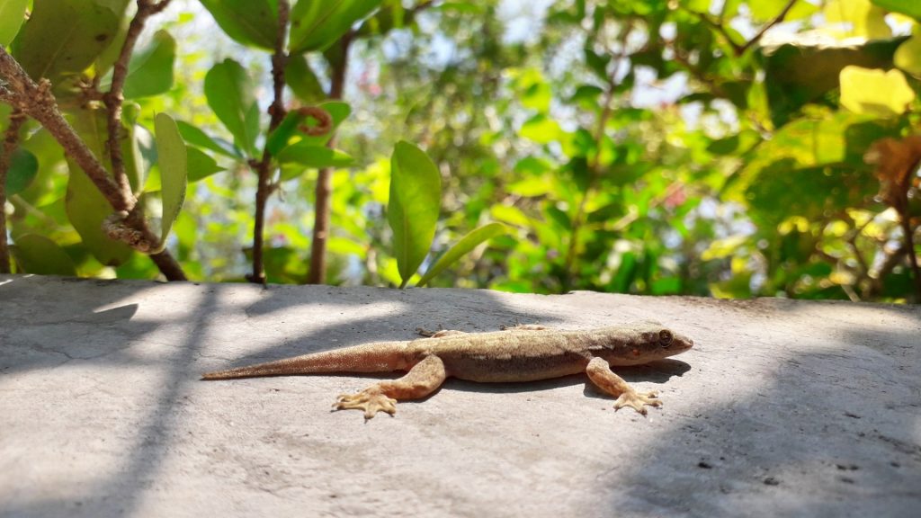 Why Are Lizards Around My House