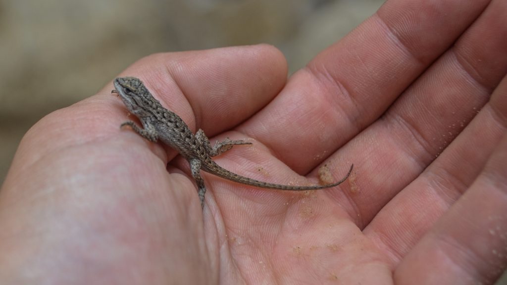 Why Are There Baby Lizards in My House