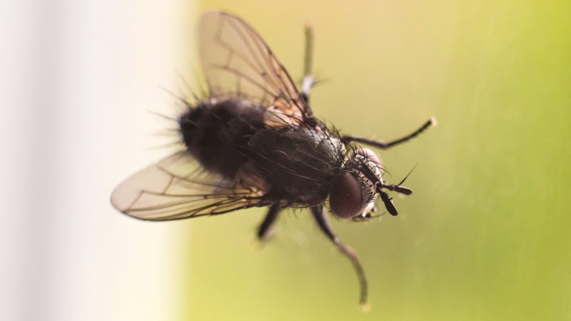 All About House Flies