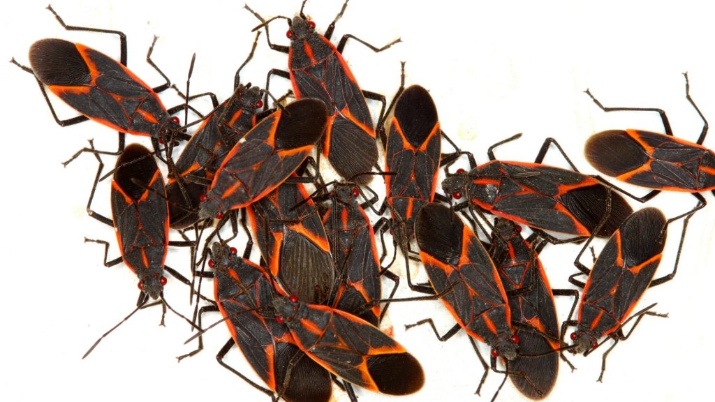 Are Boxelder Bugs Harmful