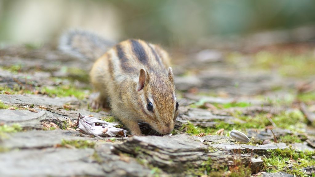 Are Chipmunks Destructive