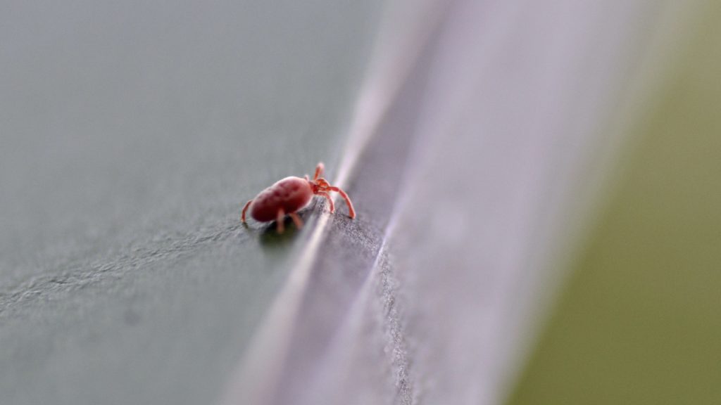 Tiny Red Bugs on Concrete | What Are Clover Mites? - Pest Samurai