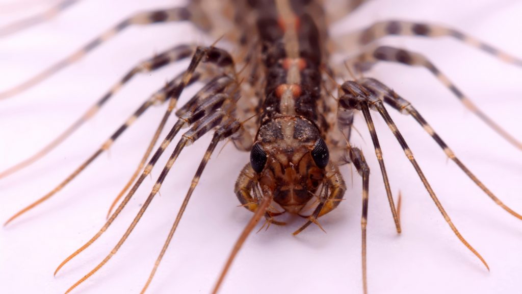 Are House Centipedes Venomous