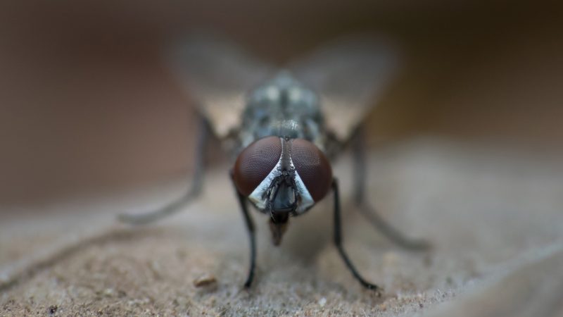 Are House Flies Dangerous