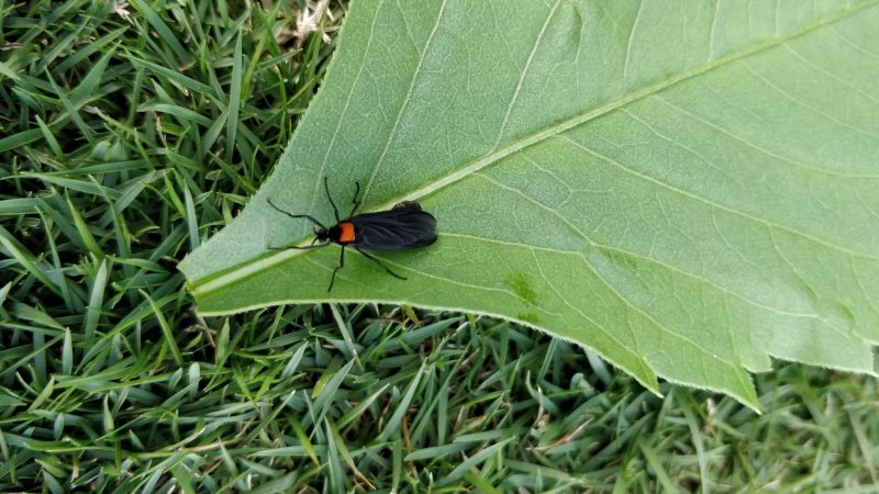 Are Lovebugs Dangerous to My Plants