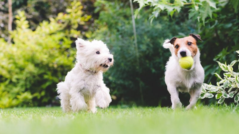 Are Mosquito Foggers Safe for Pets