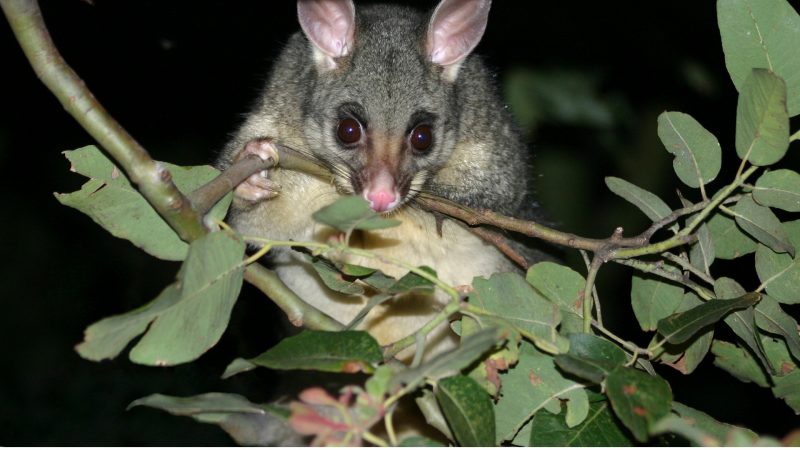 Are Possums Nocturnal