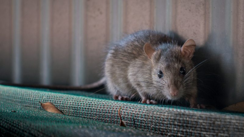 Are Rats Dangerous