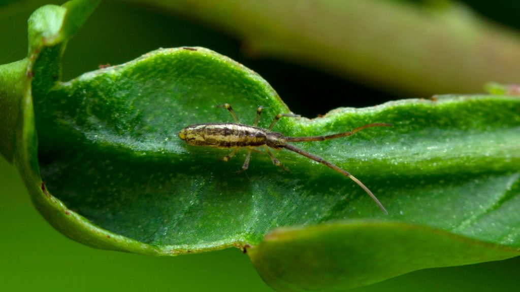 Springtails - Texas A&M Agrilife Extension Service