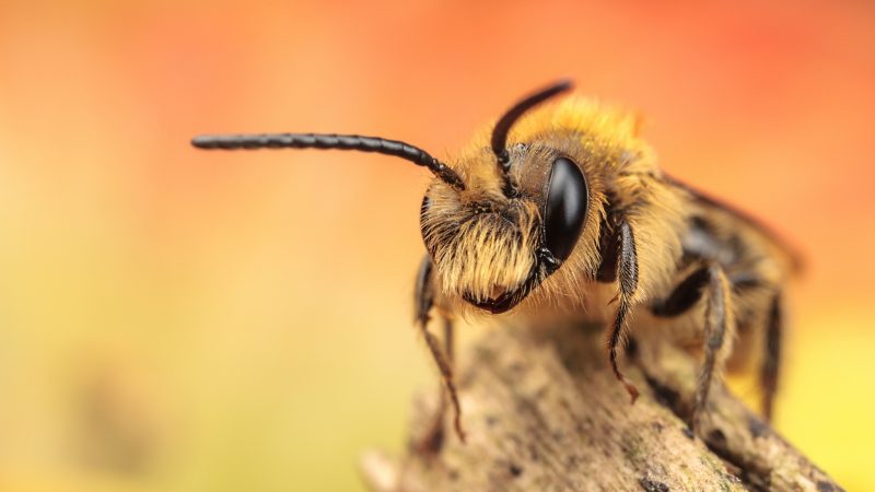 One of the most common North American bumble bee species is