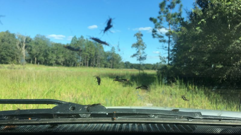 Best Way To Clean Lovebugs off Windshield