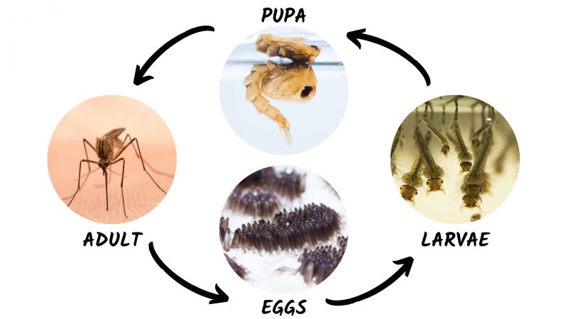 Breeding Mosquito Larvae