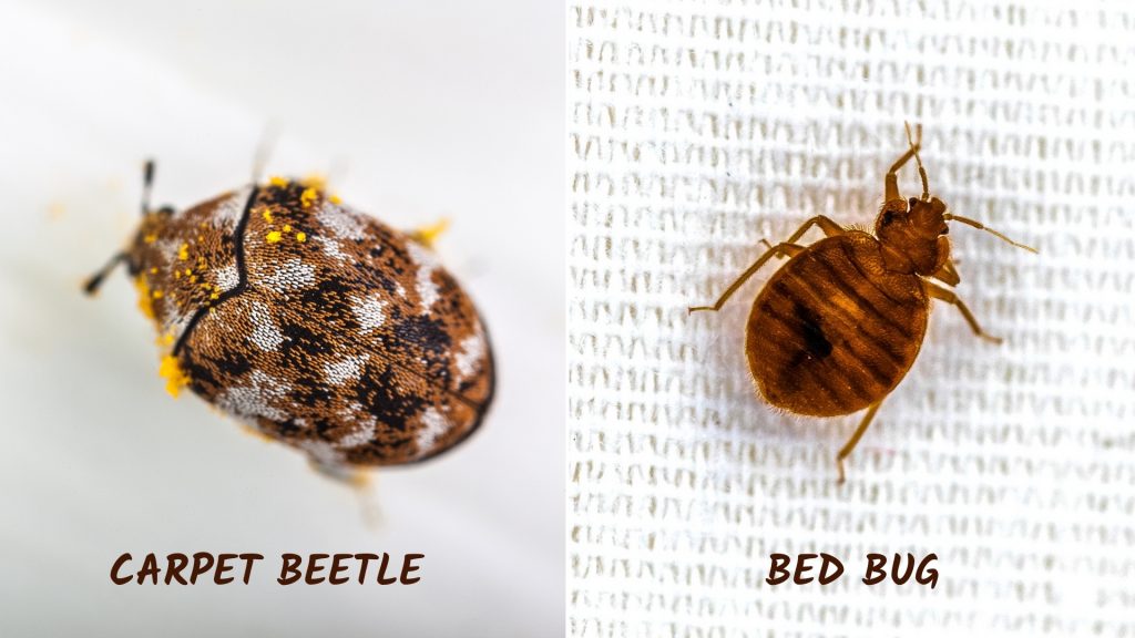 Carpet Beetle vs Bed Bug