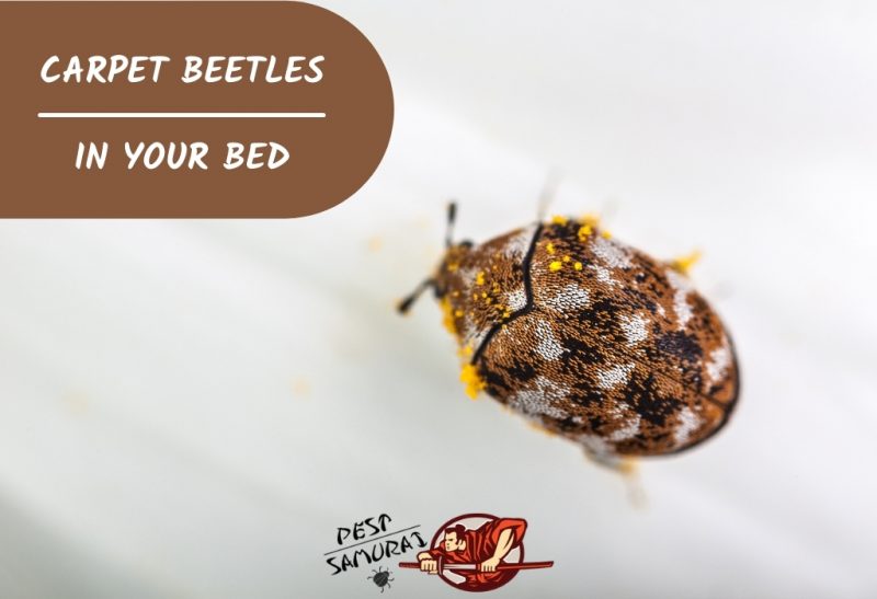 Carpet Beetles in Bed
