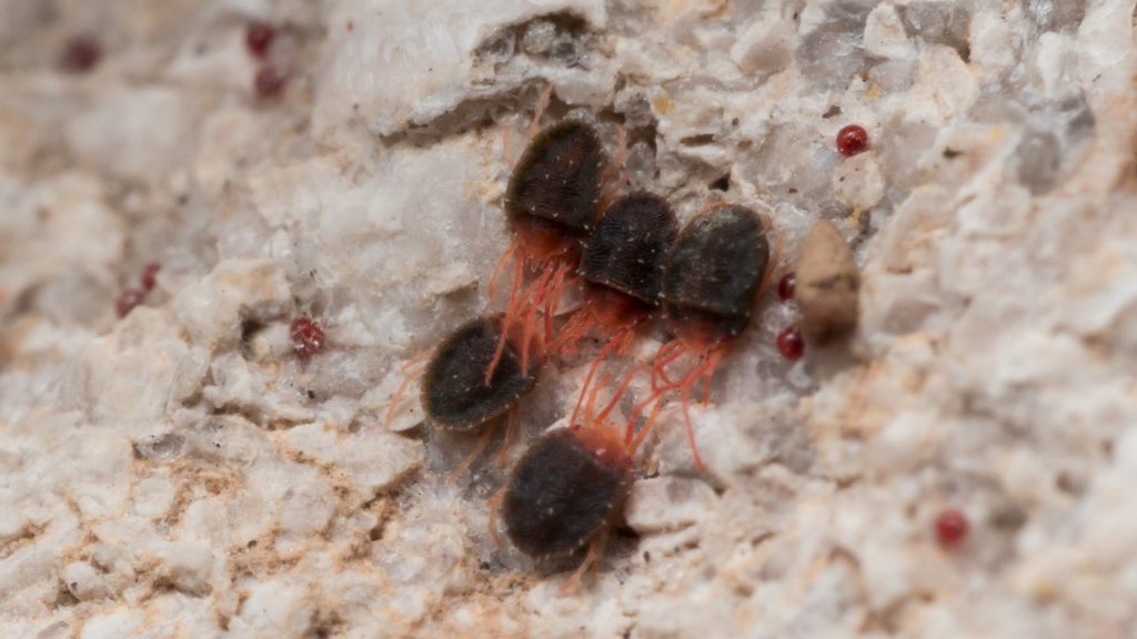 Clover Mites Life Cycle