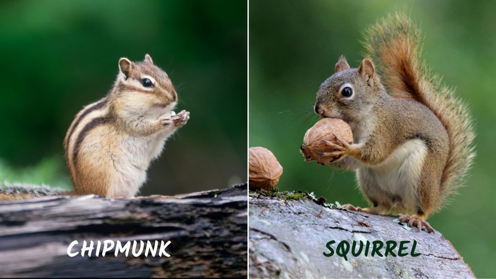 Difference Between Chipmunk and Squirrel