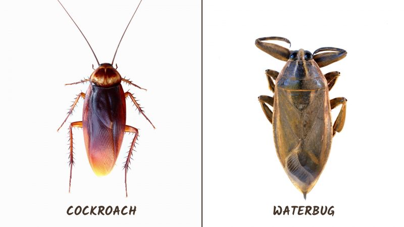 Difference Between Cockroach and Waterbug