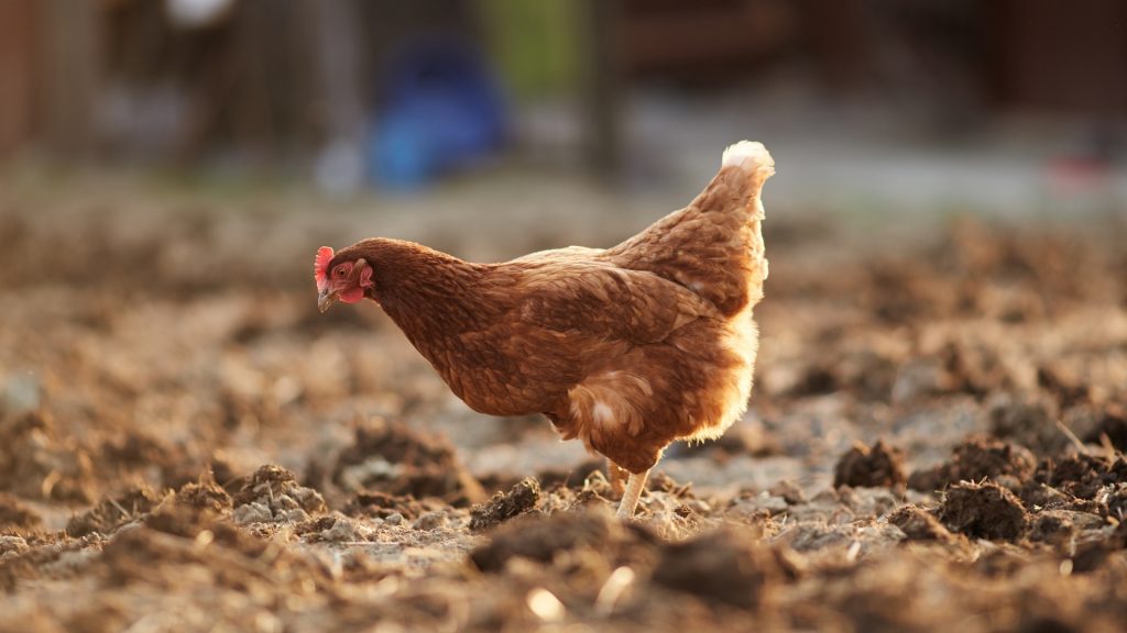 Distract Your Chickens With Bare Soil