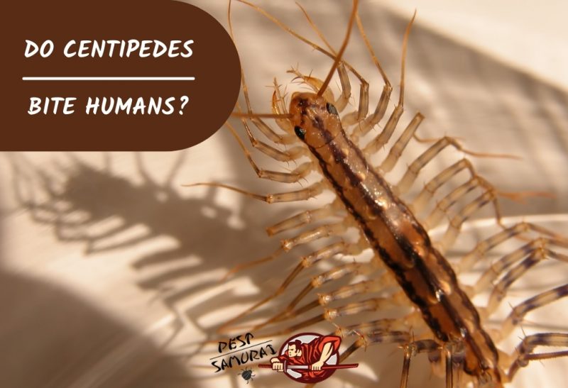 Do Centipedes Bite Humans