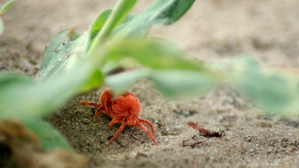 Tiny Red Bugs on Concrete | What Are Clover Mites? - Pest ...