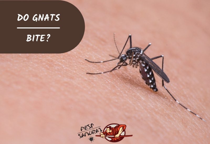 do-gnats-bite-best-gnat-repellent-treatments-and-more-pest-samurai