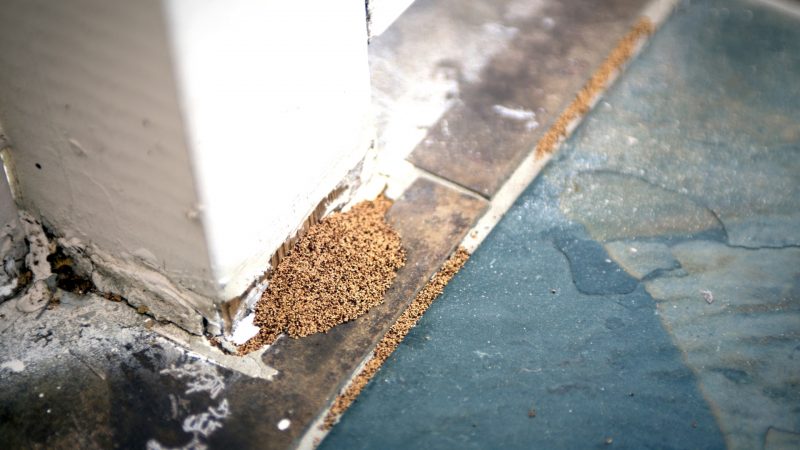 Do Termites Leave Sawdust Behind