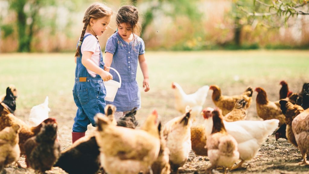 Feed Your Chickens Away From the Porch