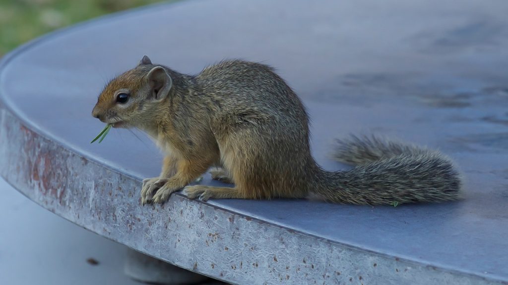 Ground Squirrels