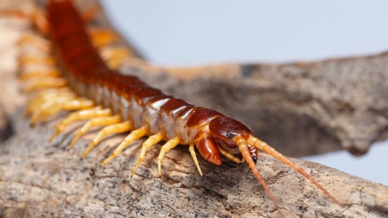 House Centipede Bite Symptoms