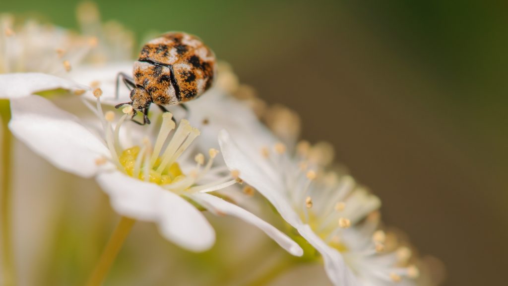 How Big Are Carpet Beetles