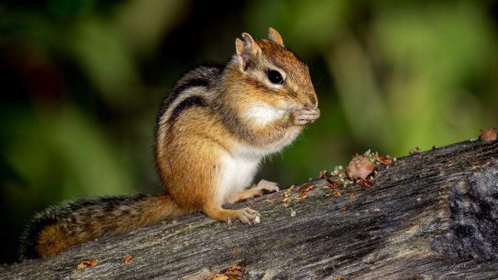 How Big Is a Chipmunk