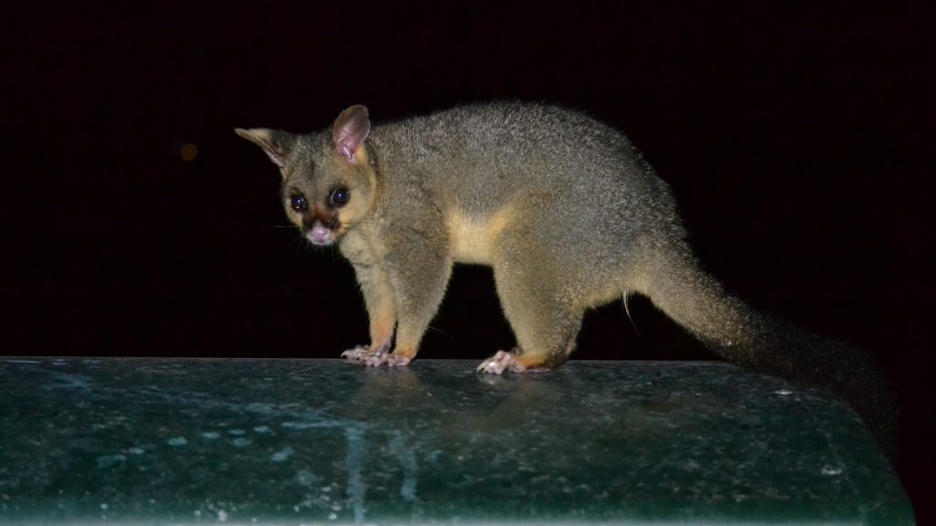 How Do Possums Get Into Your House