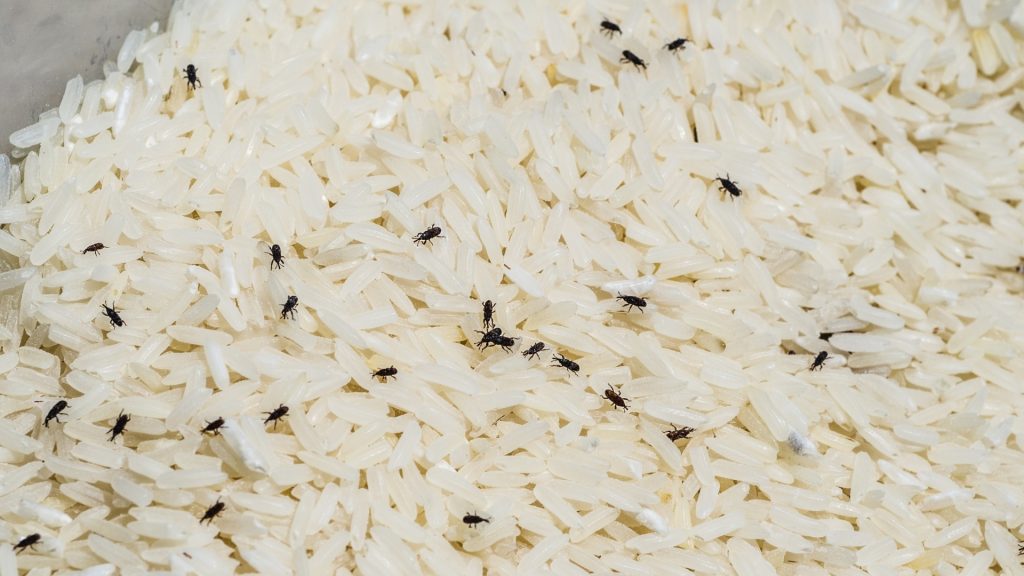 How Do Weevils Get in Rice